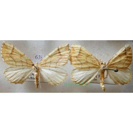 Eulithis mellinata (Fabricius, 1787) pair Nacinek żółcieniak Czech63j